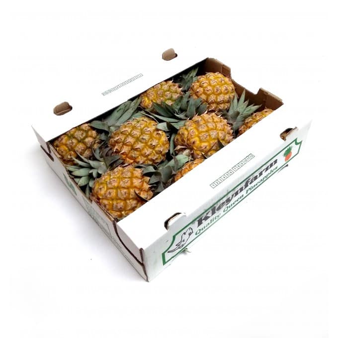 Pines Queen Baby S/LYR Kleynfarm Box