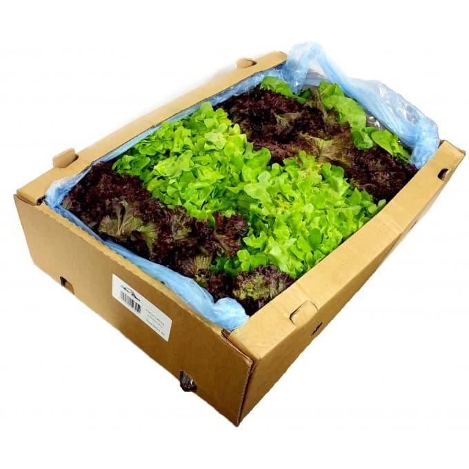 Fancy Garnish Lettuce Big Box